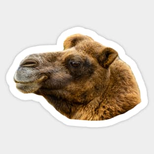 Majestic head of an adult Bactrian Camel Sticker